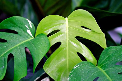 monstera 中文|龟背竹